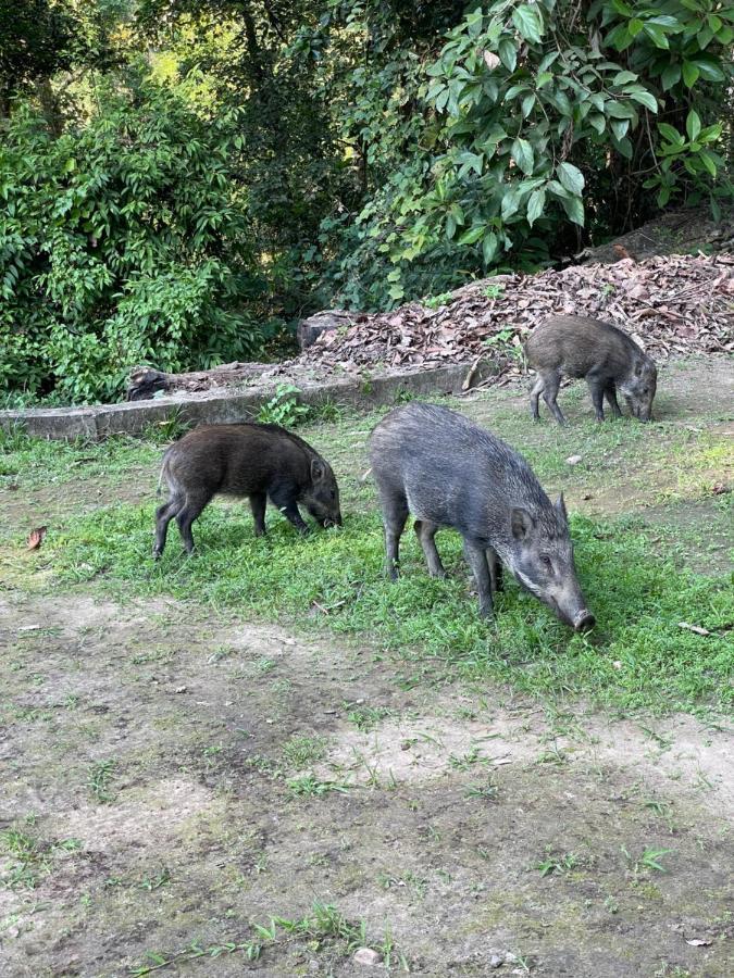 Hotel Chitwan Park Village 索拉哈 外观 照片